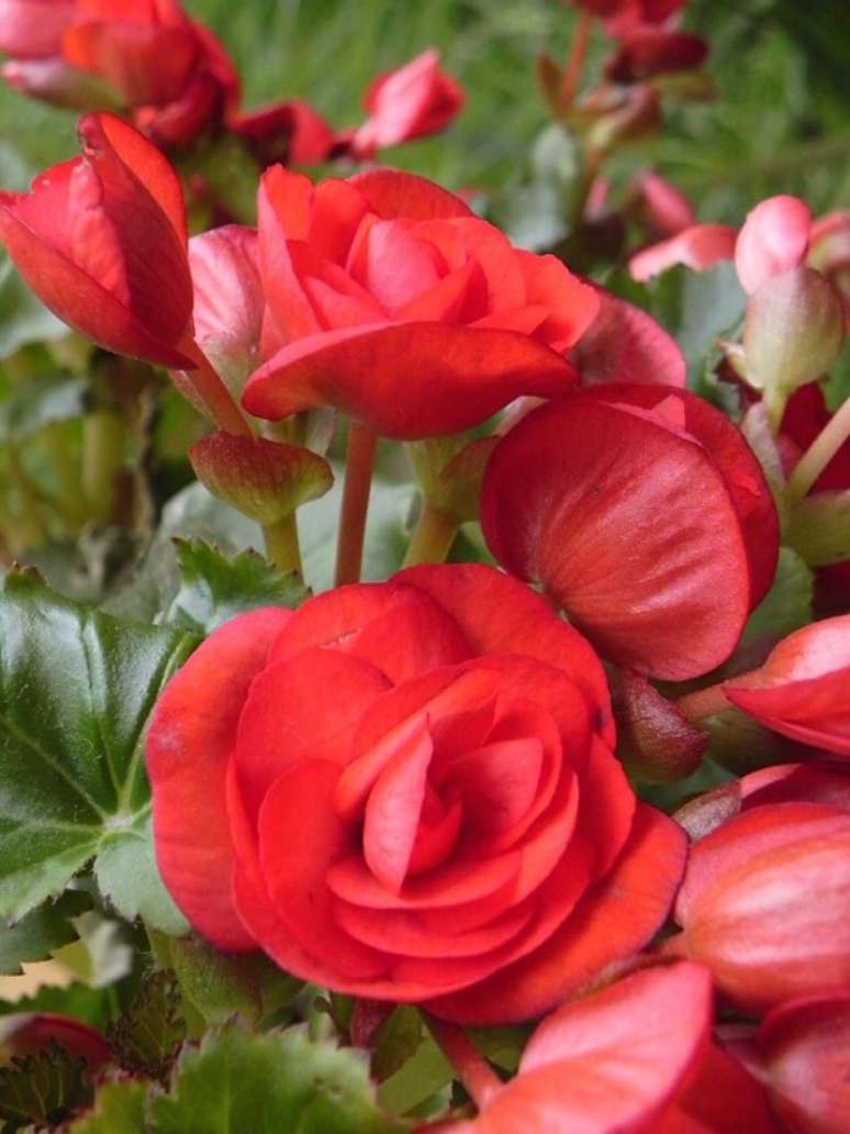 19- As flores lindas da begônia são conhecidas por suas cores intensas. Fonte: Lilian Miliauskas