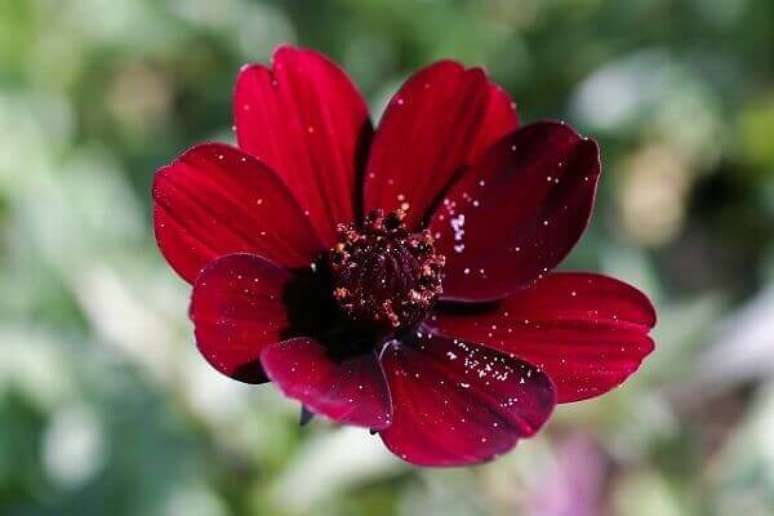 26- A flor Chocolate Cosmos é nativa do México e largamente cultivada. Fonte: Natureza Bela