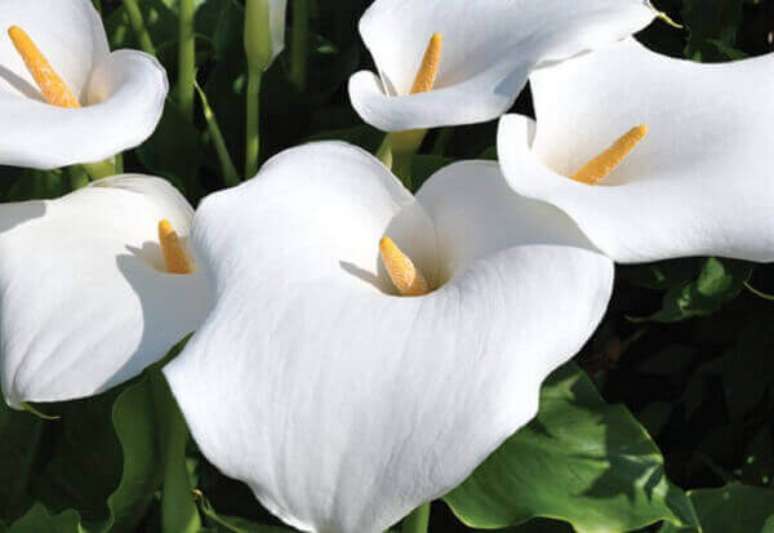 28- As flores bonitas Copo de Leite são ornamentais e tem como significado a pureza. Fonte: Tudo Ela