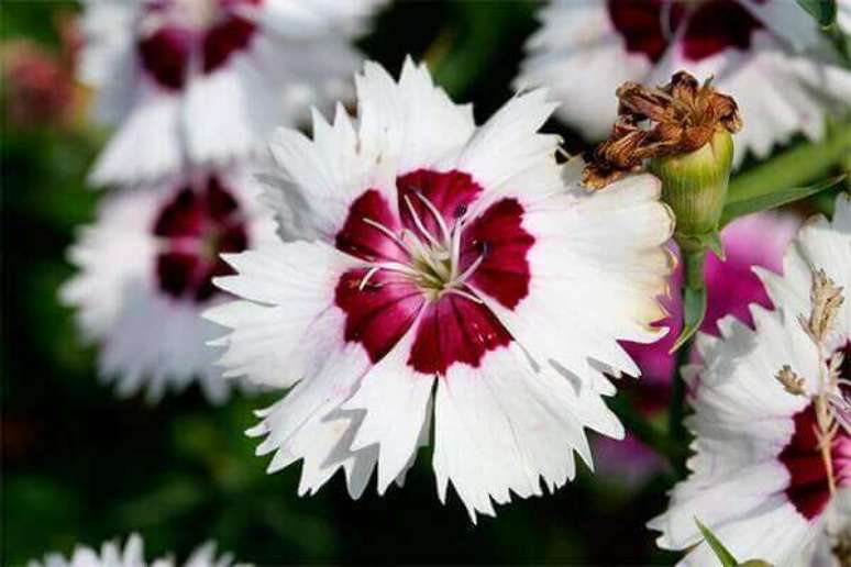 29- A Cravina é uma flor conhecida como arco-íris e são nativas da Mongólia, Coréia e China. Fonte: Jardim.info