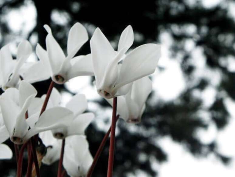 32- A flor ciclame é ornamental e ideal para decorar ambientes durante o inverno. Fonte: Lilian Miliauskas