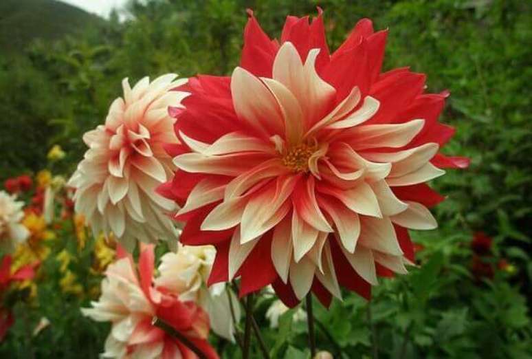 33- A Dália é uma flor de origem mexicana com grande variedade de espécies. Fonte: Jornal Entreposto