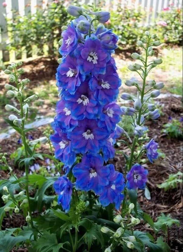 34- As flores lindas da Delfínio são delicadas e possuem cores vibrantes. Fonte: Pixabay