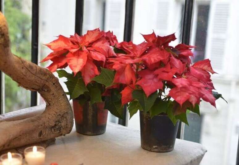 35- As flores lindas do Bico de Papagaio são muito utilizados para arranjos natalinos. Fonte: Brasil de Longe