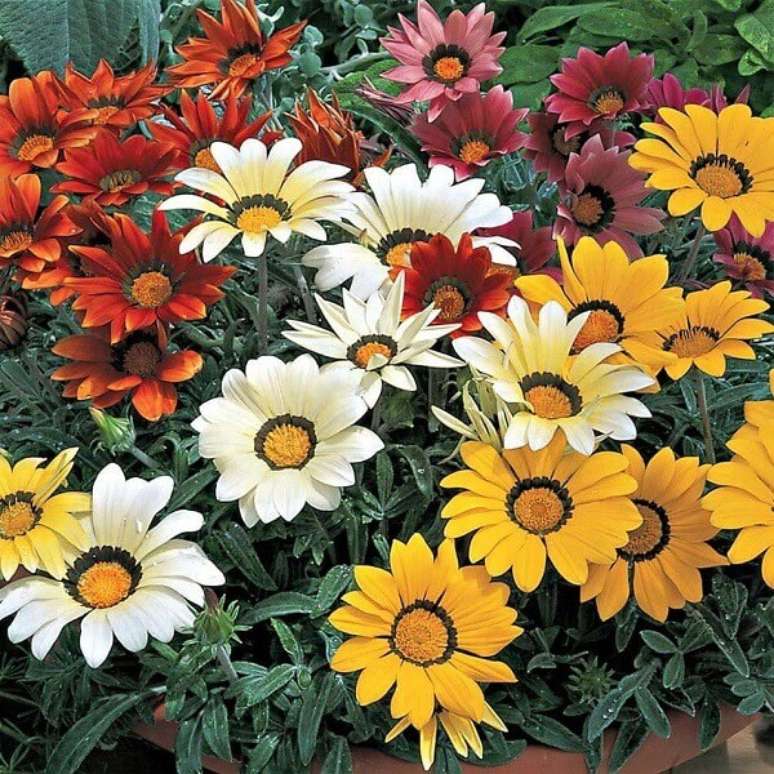38- As flores lindas da Gailárdia são chamativas e brilhantes com perfume que atrai abelhas e borboletas. Fonte: Pinterest
