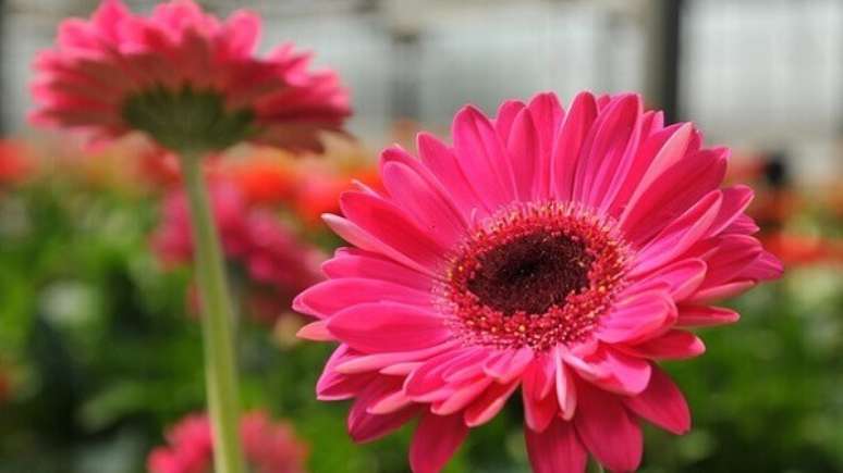 41- As flores bonitas da Gérbera é a quinta espécie mais comercializada no mundo. Fonte: Pinterest