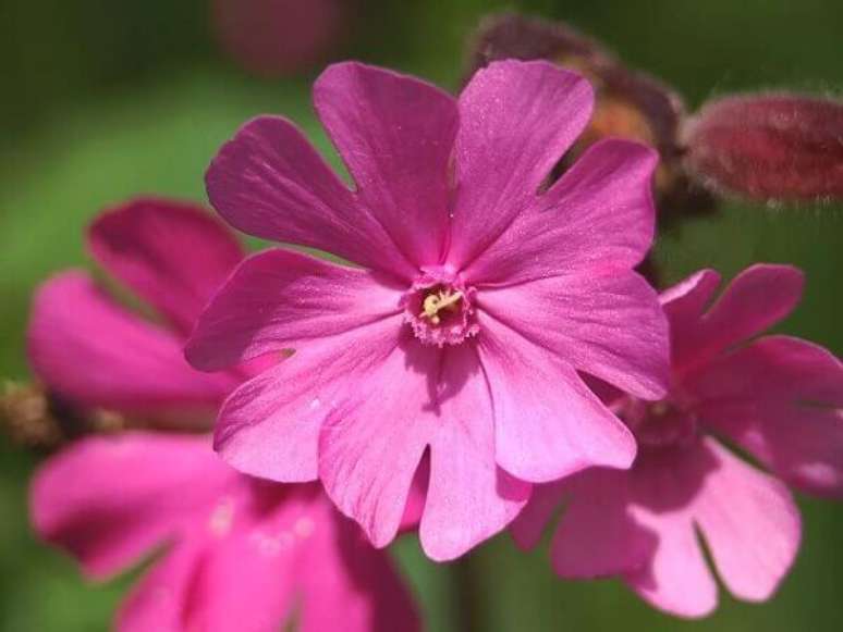 42- As flores lindas de Gibraltar Campion são encontradas somente em penhascos de Gibraltar . Fonte: City Flowers