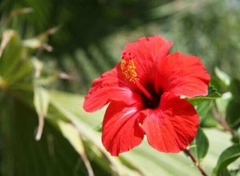 43- As flores lindas de Hibisco são encontradas nas cores vermelha, amarela, roxa e rosa. Fonte: Visão Notícias