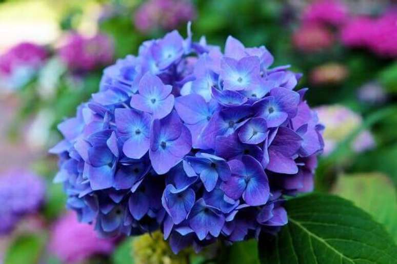 44- As lindas flores de Hortênsia têm a sua cor determinada pela acidez da terra onde são cultivadas. Fonte: Pixabay