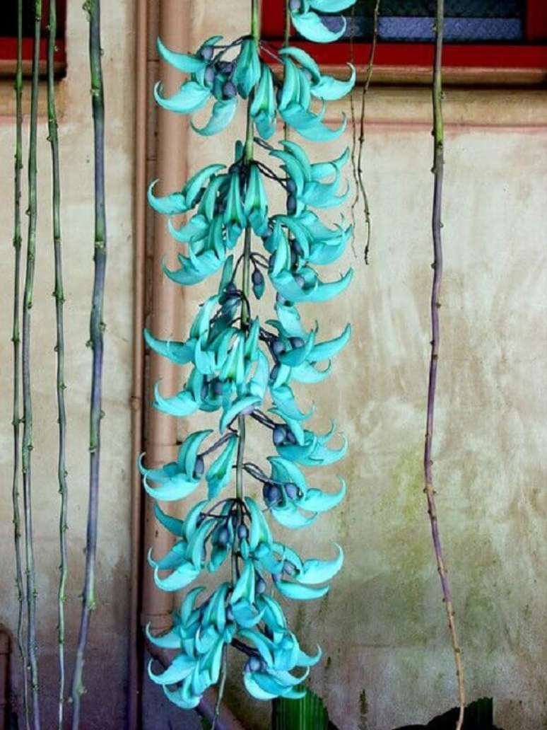 3- As flores lindas da planta Jade Vine podem ser encontradas em vários tons. Fonte: Flickr
