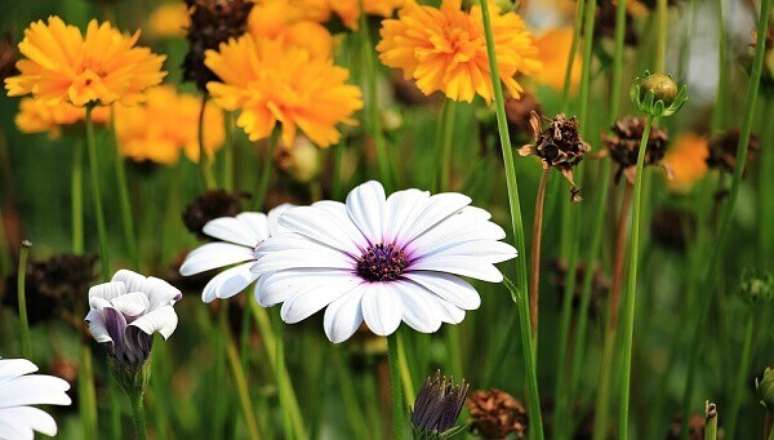 48- As flores lindas da Margarida têm origem silvestre e são facilmente cultivadas. Fonte: Coisas da Terra