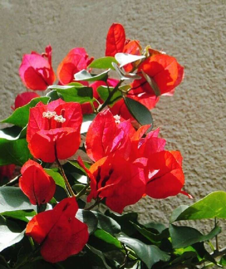 49- As flores lindas da Primavera vão do branco até o vermelho vivo. Fonte: Lilian Miliauskas