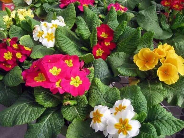 50- As flores lindas da Prímula são os primeiros sinais da chegada da primavera. Fonte: Pinterest