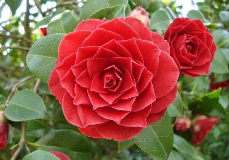 7- A Middlemist vermelha é uma das lindas flores mais raras do mundo. Fonte: Natureza Bela