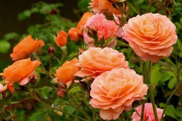 9- As mini rosas são lindas flores pequenas e são ideais para arranjos. Fonte: Pinterest
