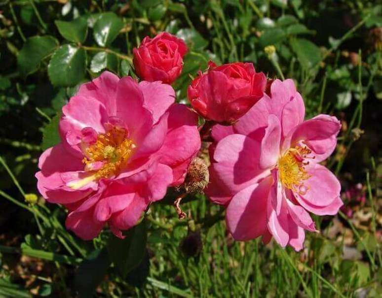 53- As lindas rosas rasteiras têm porte baixo e são muito vigorosas. Fonte: Planta Sonya