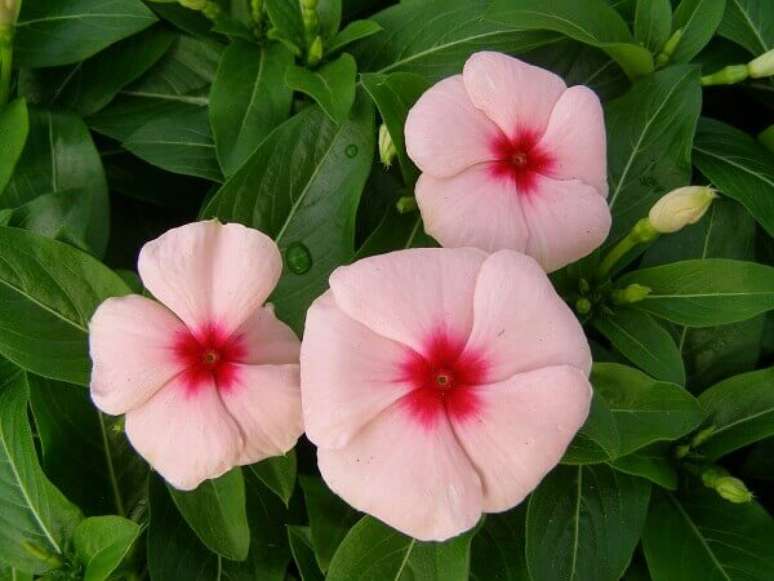 55- As flores lindas da Vinca também chamadas de Maria-sem-vergonha tem origem em Madagascar. Fonte: Flores – Cultura Mix