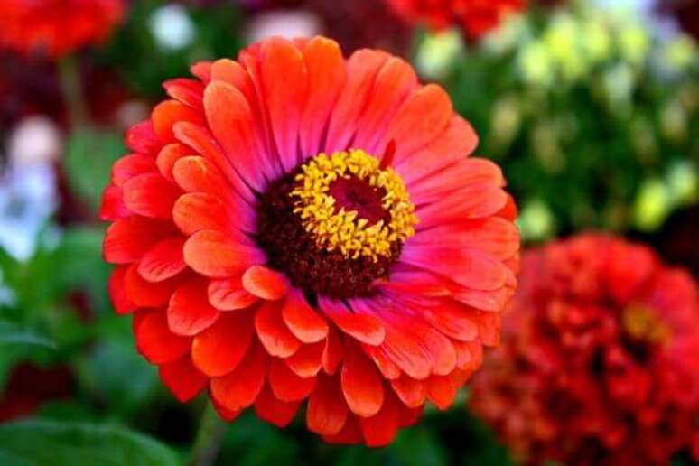 56- As flores lindas da Zínia são muito atraentes para as borboletas. Fonte: Pinterest