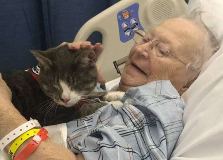 Donny, o gato cego que ajuda a 'curar' pacientes idosos.