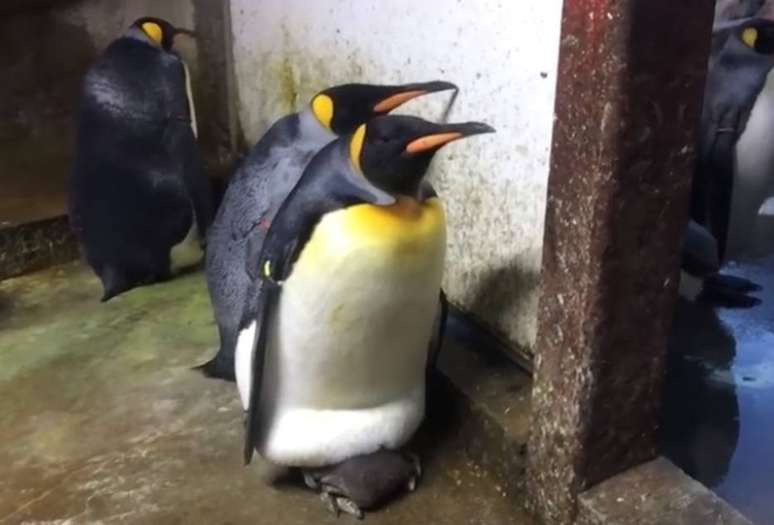 Em um zoológico da Dinamarca, um casal gay de pinguins 'adotou' um filhote quando viu que seus pais estavam ausentes – o que gerou uma grande briga. 