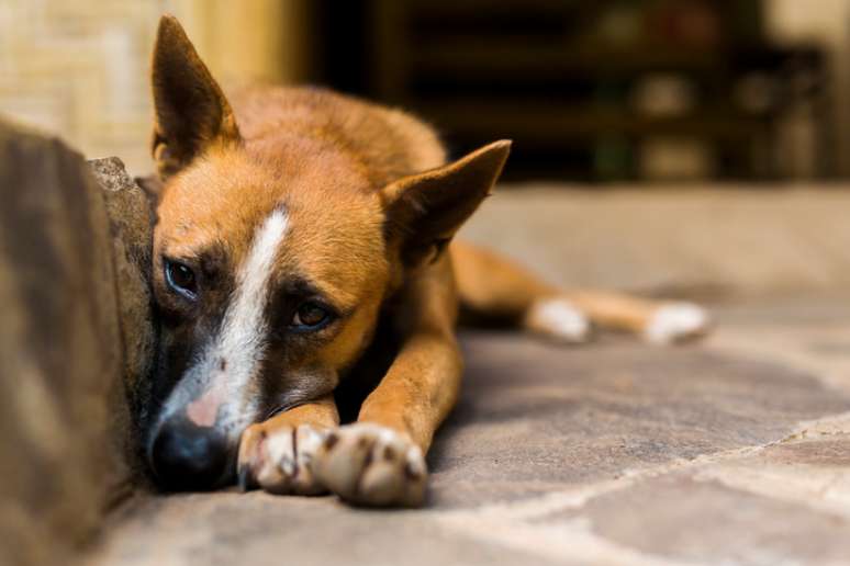 Saiba Como Denunciar Maus Tratos Contra Animais Domésticos