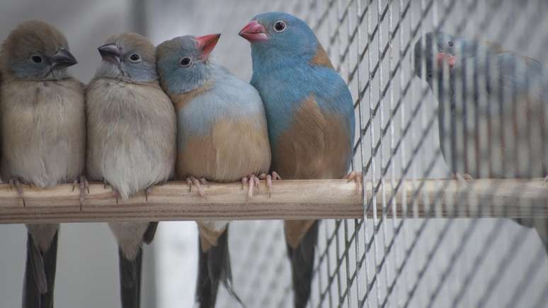 Cordon-bleu-de-cabeça-azul faz ritual peculiar de acasalamento, com direito a dancinha semelhante ao sapateado