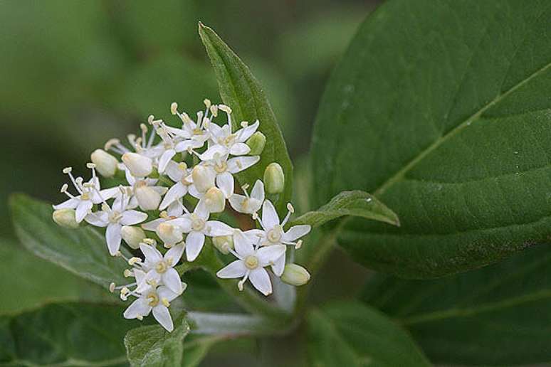4. A flor do campo branca e todas as demais são espécies que se desenvolvem facilmente na natureza. Foto de Eastern Colorado Wildflowers