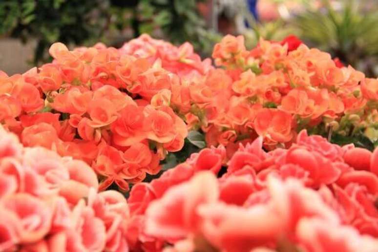 39- A begônia é usada em arranjos florais porque suas hastes são curtas e frágeis. Fonte: Pinterest