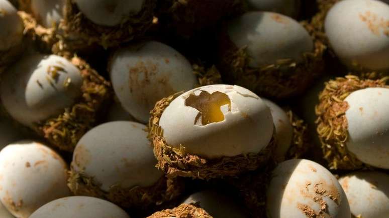 Os ovos cent&aacute;rios podem ser armazenados por muitos anos