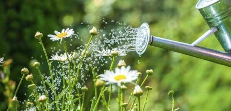 10- O regador é uma das ferramentas de jardinagem mais importantes para molhar as plantas. Fonte: Casa e Jardim