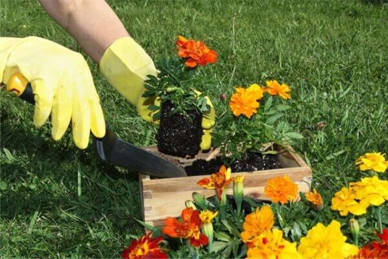 19- Para desenvolver um trabalho de jardinagem apresentável escolha por mudas saudáveis. Fonte: Inove Serviços