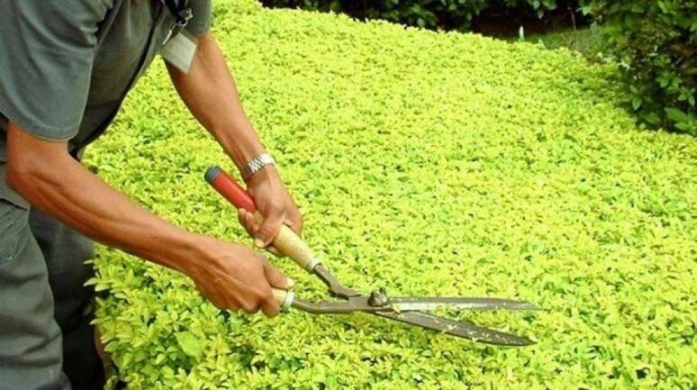 14- Após utilizar a tesoura de poda para as atividades de jardinagem, limpe e deixe secar completamente. Fonte: AmoPancas