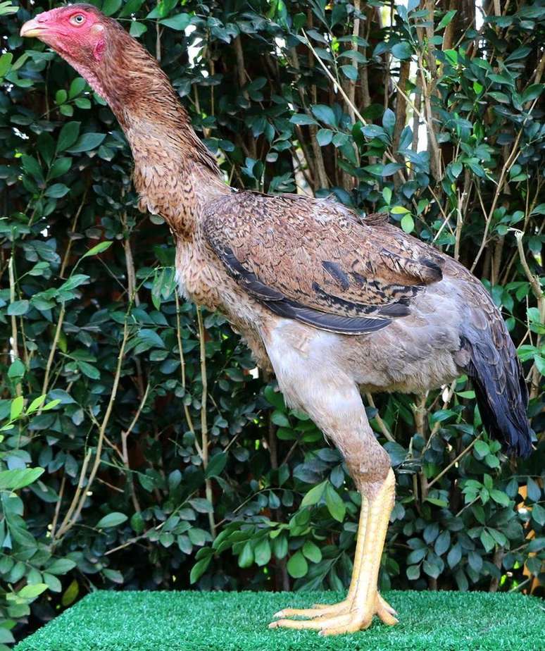 Betina é filha do galo Voodoo, o maior da raça índio gigante