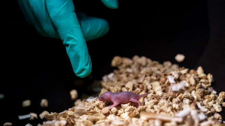 Filhotes de ratos machos sobreviveram apenas por 48 horas