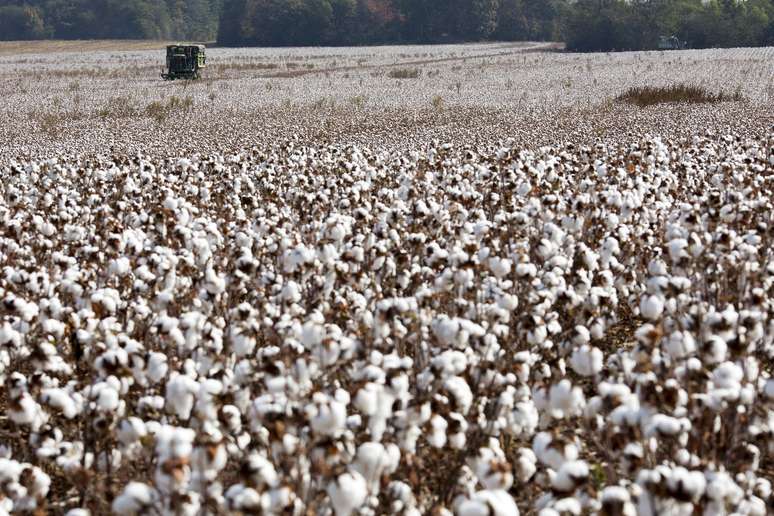 Plantação de algodão
23/10/2015 REUTERS/Brian Snyder