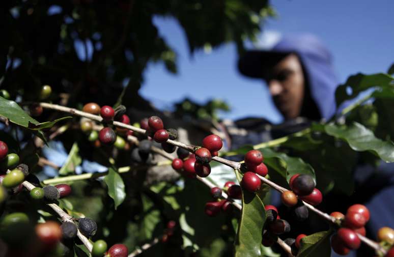 Planta&ccedil;&atilde;o de caf&eacute; em Espirito Santo do Pinhal, S&atilde;o Paulo
18/05/2012 REUTERS/Nacho Doce