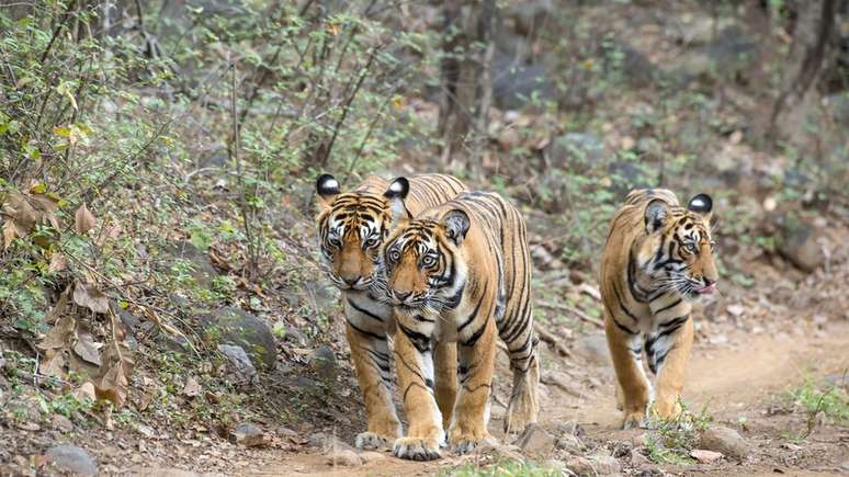 Dados oficiais mostram que, na Índia, 92 pessoas morreram devoradas por tigres entre 2014 e 2017