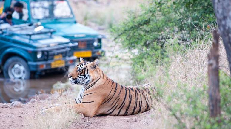 Em 2014, censo mostrou uma população de 2.226 tigres na Índia