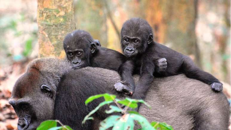 Os gorilas machos que gastaram maiores porcentagens de seu tempo com filhotes - ainda que não os seus - tiveram maior prole