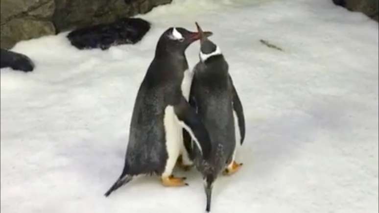 Pinguins Sphen e Magic interagem no aquário Sea Life, em Sydney, na Austrália 11/10/2018 Sea Life Sydney Aquarium via REUTERS