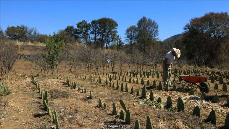 Moradores de Milpa Alta vivem como antigamente, empregando t&eacute;cnicas agr&iacute;colas tradicionais para cultivar suas colheitas
