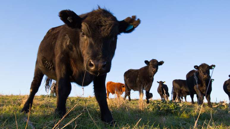 A doença da vaca louca atinge o sistema nervoso dos animais