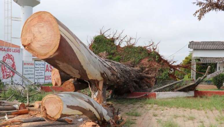 Em Marília, o vento forte derrubou dezenas de árvores, algumas retiradas do solo com a raiz