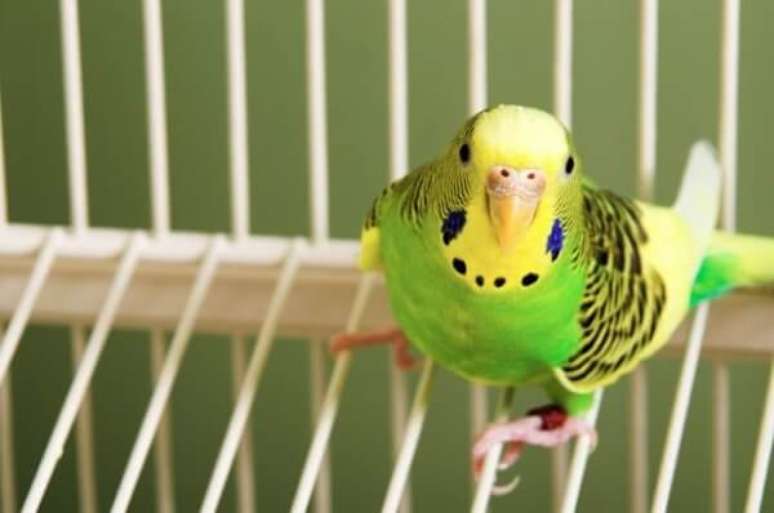 6- A criação de pássaros silvestres deve ser feita após a regularização do IBAMA. Fonte: Portal Pets