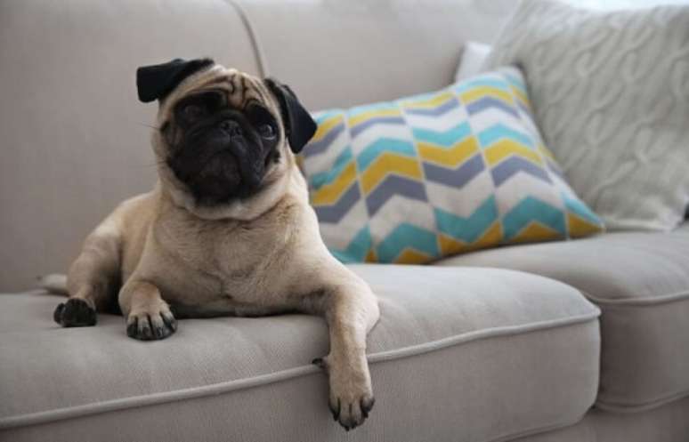 1- O pug é uma das raças de cachorros mais recomendadas para apartamentos. Fonte: Blog Provenda