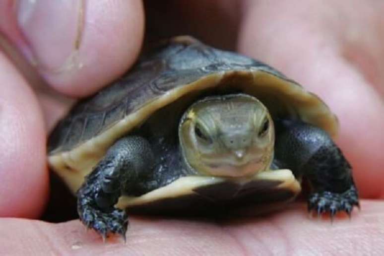 8- As tartarugas aquáticas ou terrestres precisam de cuidados especiais. Fonte: Estimação