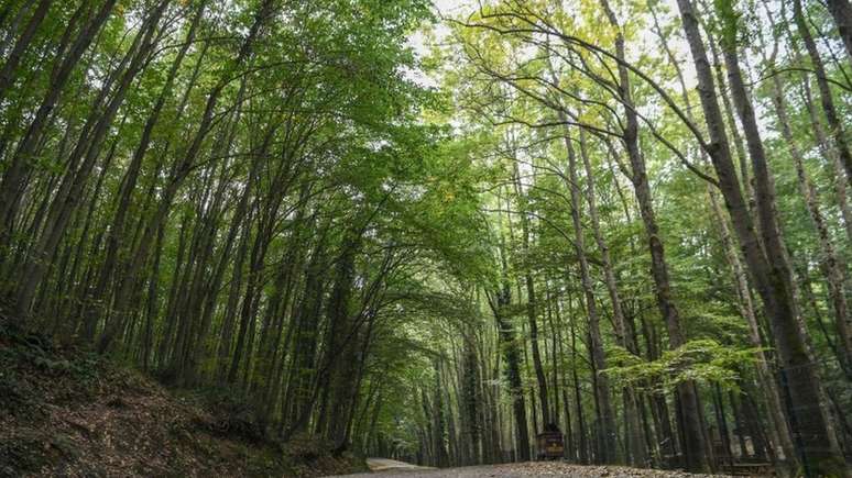 Polícia faz buscas pelo corpo do jornalista na floresta de Belgrado, nos arredores de Istambul