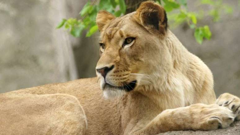 A leoa Zuri viveu com o leão Nyack por oito anos e nunca havia demonstrado comportamento agressivo antes