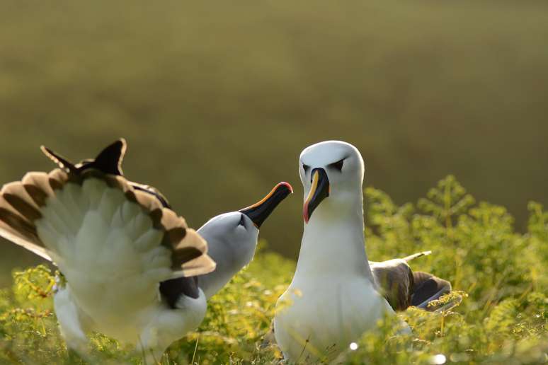 Albatroz de nariz amarelo