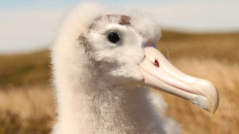 Ratos chegaram a matar 2 milhões de filhotes em um ano - albatroz é uma das espécies afetadas